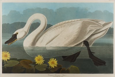 Common American Swan, 1838 by John James Audubon