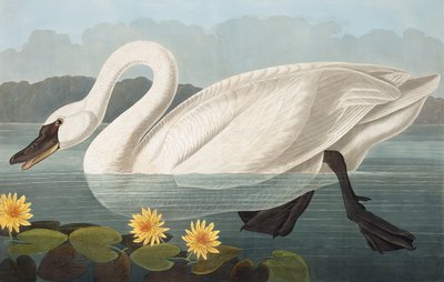 Common American Swan, Cygnus Americanus, from The Birds of America by John J. Audubon, pub. 1827-38 by John James Audubon