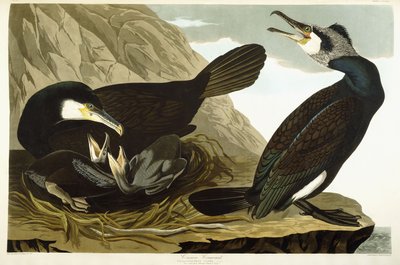 Common Cormorant by John James Audubon