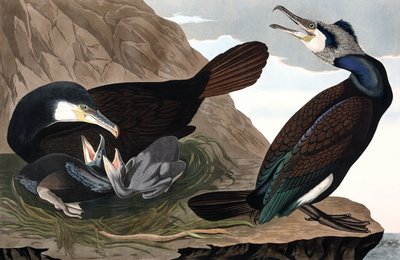 Common Cormorant, Phalacrocorax Carbo, from 
