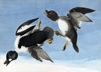 Common Goldeneye, from 