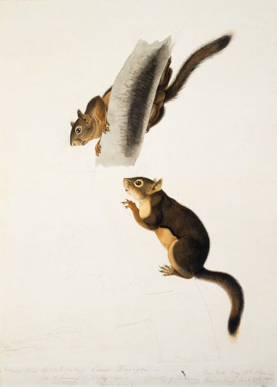 Douglas Squirrel, for the folio The Viviparous Quadrupeds of North America, published in 1845 by John James Audubon