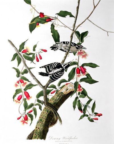 Downy Woodpecker, from 