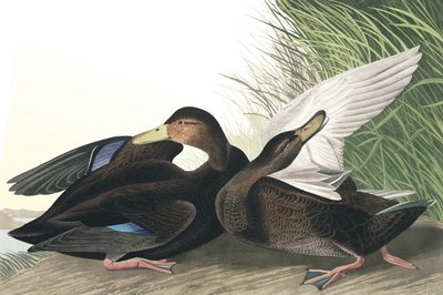 Dusky Duck, Anas Obscura, from The Birds of America by John James Audubon