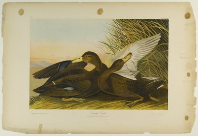 Dusky Duck, Printed by Julien Bien and Published by Roe Lockwood & Son, 1861 by John James Audubon