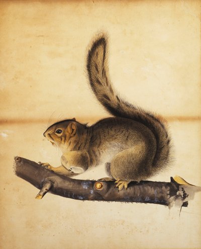 Eastern Grey Squirrel in Full Winter Coat by John James Audubon