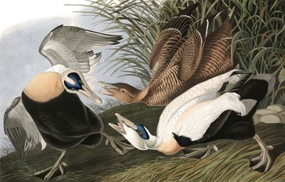 Eider Duck, Fuligula Mollissima, from The Birds of America by John James Audubon