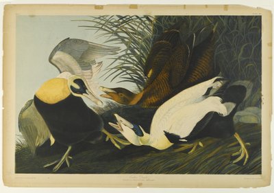Eider Duck by John James Audubon