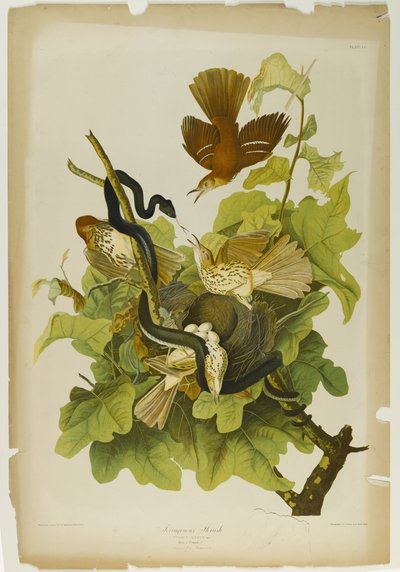 Ferruginous Thrush by John James Audubon