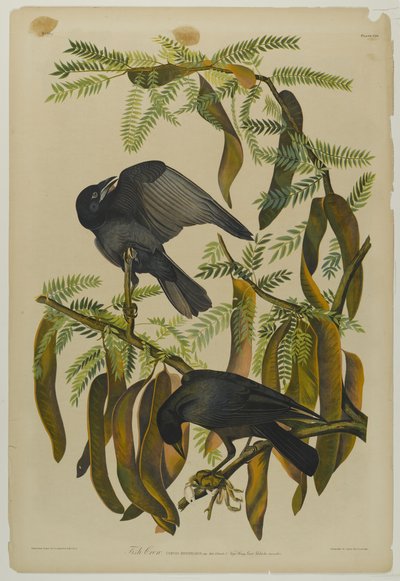 Fish Crow by John James Audubon