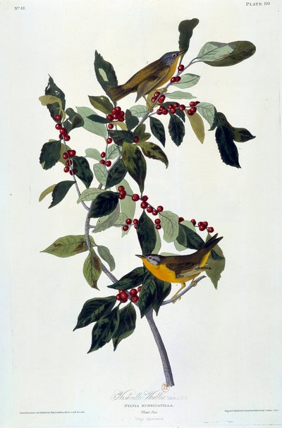 Flowers and Birds. Silk Painting by John James Audubon. 1826-1830. Paris, B.N. by John James Audubon
