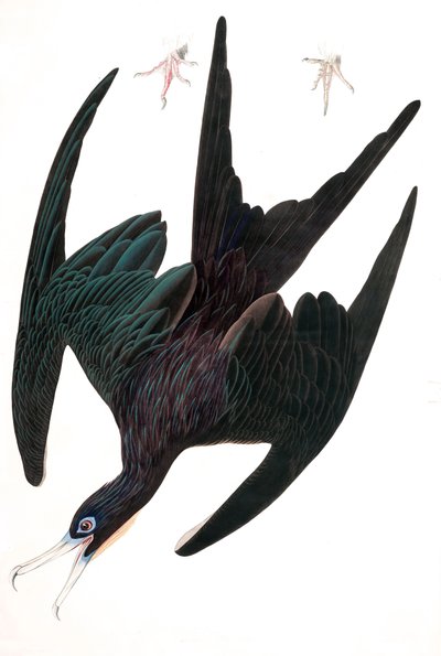Frigate Pelican, Tachypetes Aquilis, from 