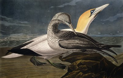 Gannets, from 