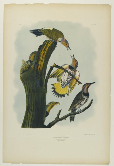 Golden-winged Woodpecker by John James Audubon