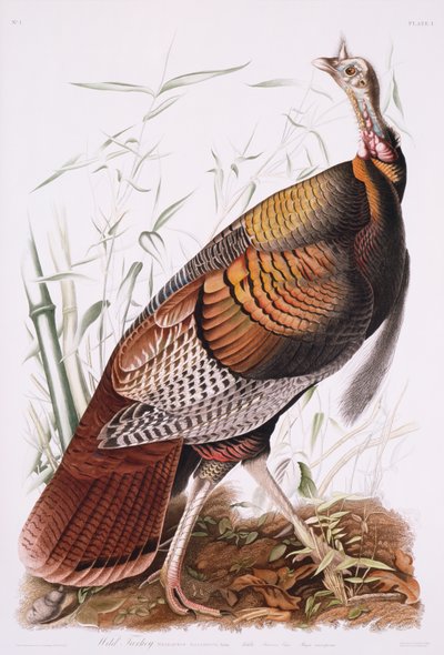 Great American Cock, or Wild Turkey by John James Audubon