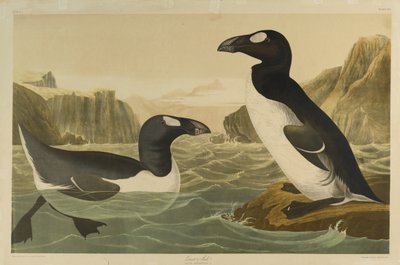 Great Auk by John James Audubon