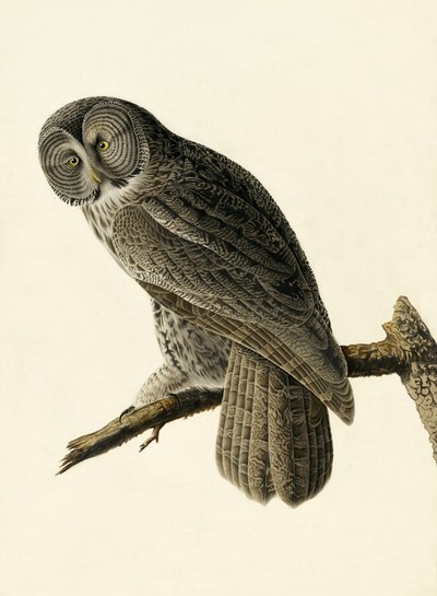 Great Cinereous Owl, Strix Nebulosa, from 