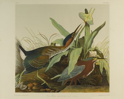 Green Heron by John James Audubon