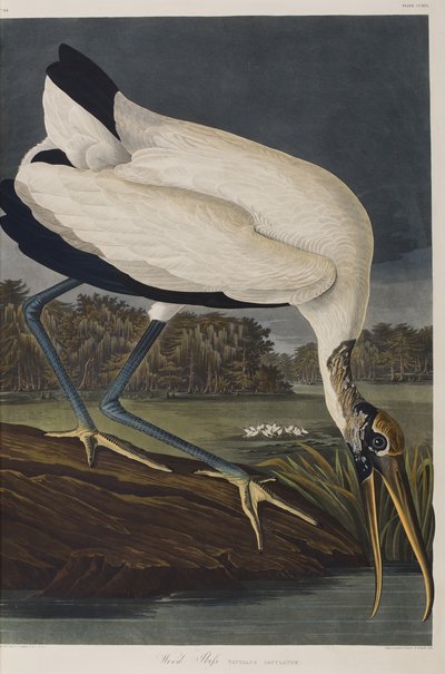 Illustration from 