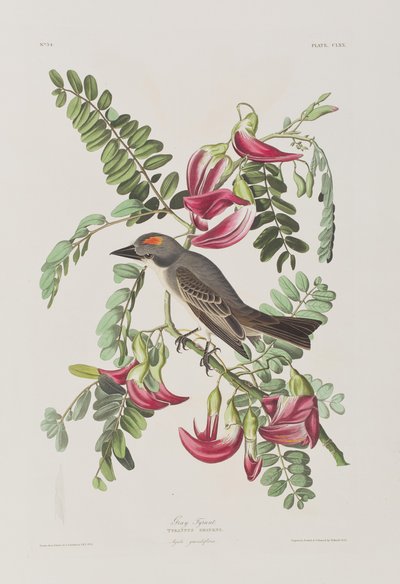 Illustration from 