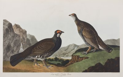 Illustration from 