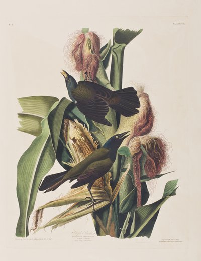 Illustration from 