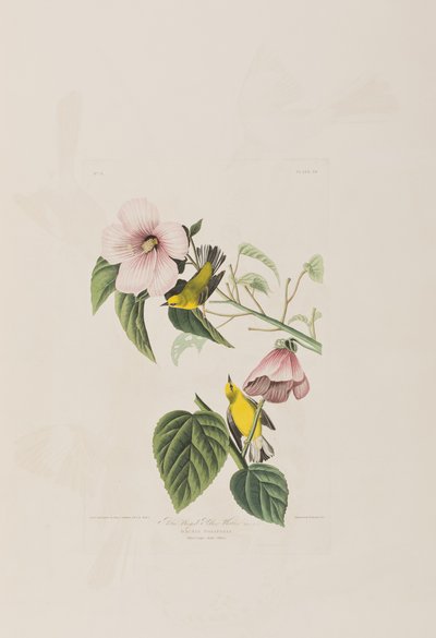 Illustration from 