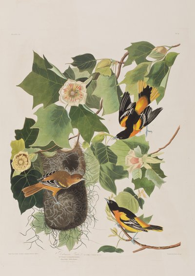 Illustration from 
