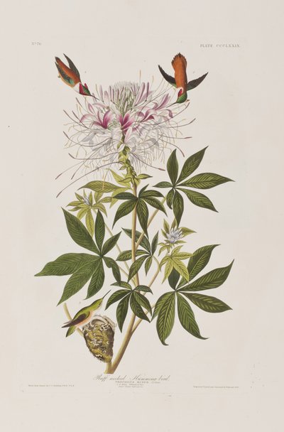 Illustration from 