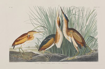 Illustration from 