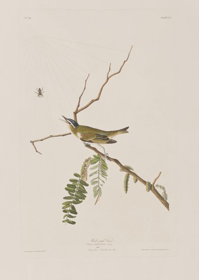 Illustration from 