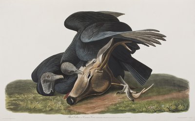 Illustration from 