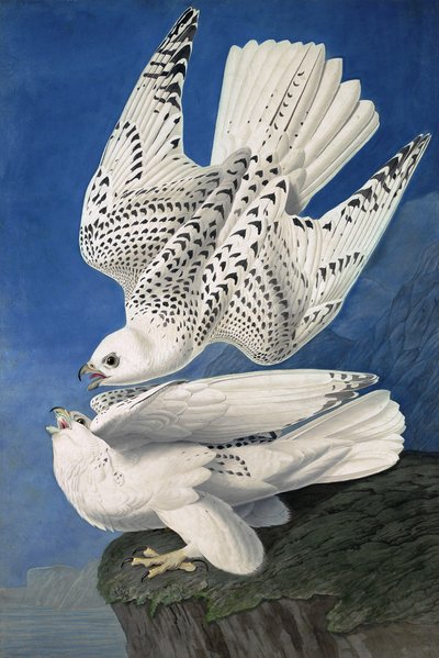 Jer or Iceland Falcon, Falco Islandicus (from 