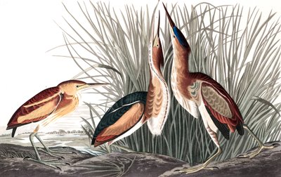 Least Bittern, Ixobrychus Exilis, from 