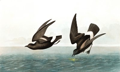 Least Stormy Petrel, Thalassidroma Pelagica, from The Birds of America by John J. Audubon, pub. 1827-38 by John James Audubon