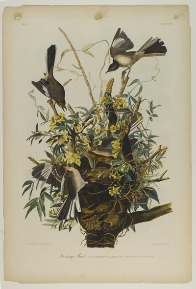 Mocking Bird by John James Audubon