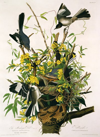 Mocking Birds and Rattlesnake, from 