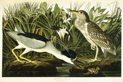 Night Heron or Lua Bird by John James Audubon