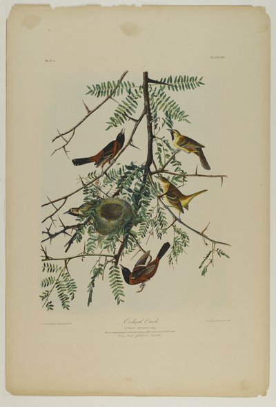 Orchard Oriole by John James Audubon