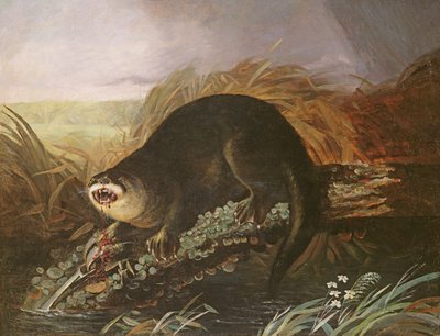 Otter Caught in a Trap by John James Audubon