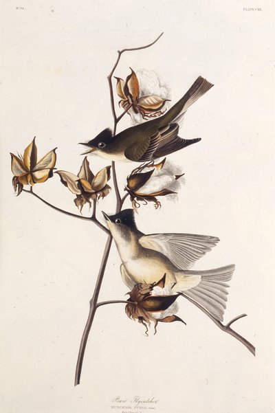Pewit Flycatcher. From The Birds of America by John James Audubon