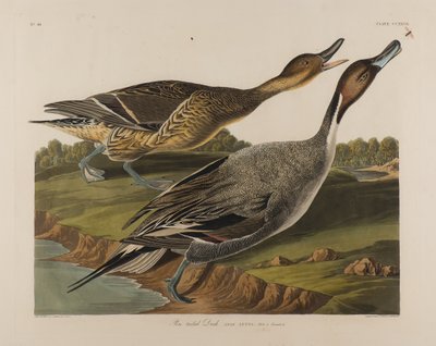Pin Tailed Duck, 1834 by John James Audubon