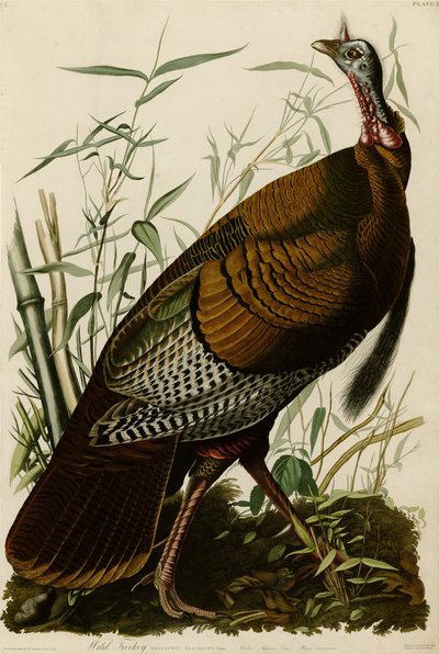 Plate 1 of Birds of America Depicting Wild Turkey by John James Audubon