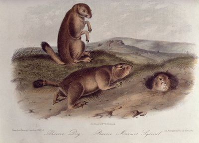 Prairie Dog from 