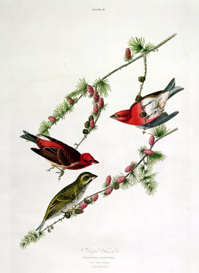 Purple Finch, from 