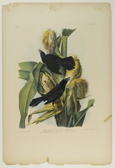 Purple Grackle or Common Crow Blackbird by John James Audubon