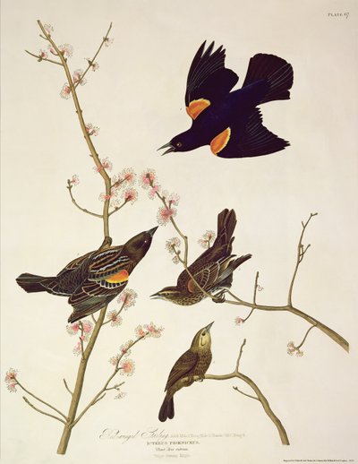 Red-winged Starling, from 