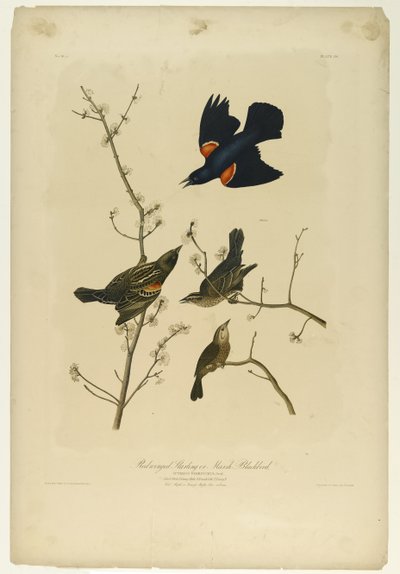 Red-winged Starling or Marsh Blackbird by John James Audubon