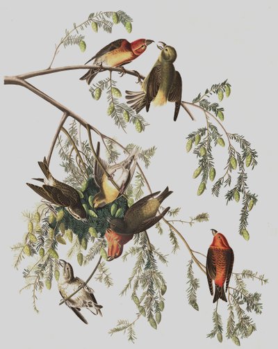 Red Crossbill, Loxia Curvirostra, from 