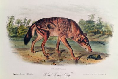 Red Wolf from 